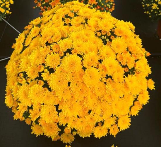 Хризантема саджанець Karamum Gold