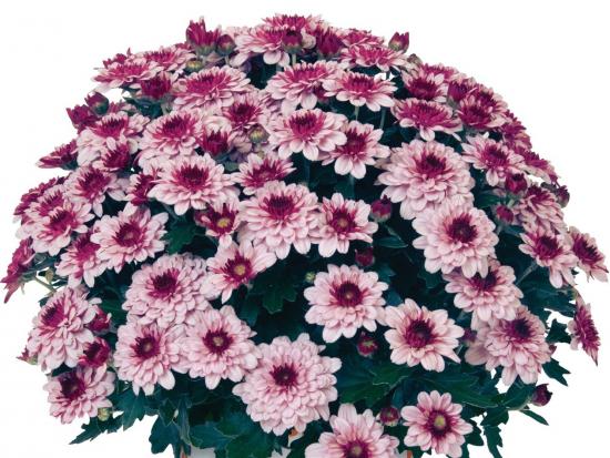 Хризантема саджанець Berry Blast Bicolor