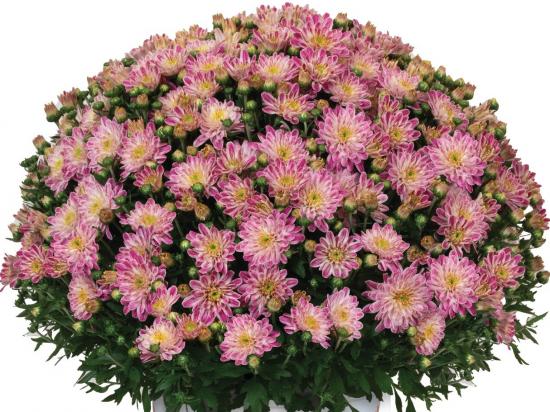 Хризантема саджанець Peppermint Passion Pink