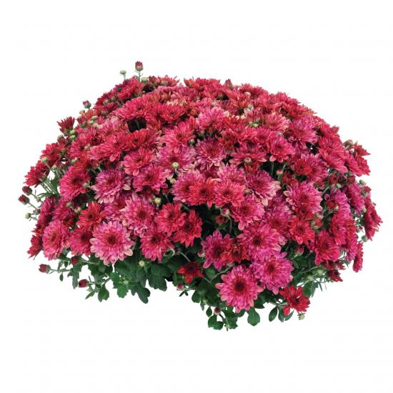 Хризантема саджанець Strawberry Ice