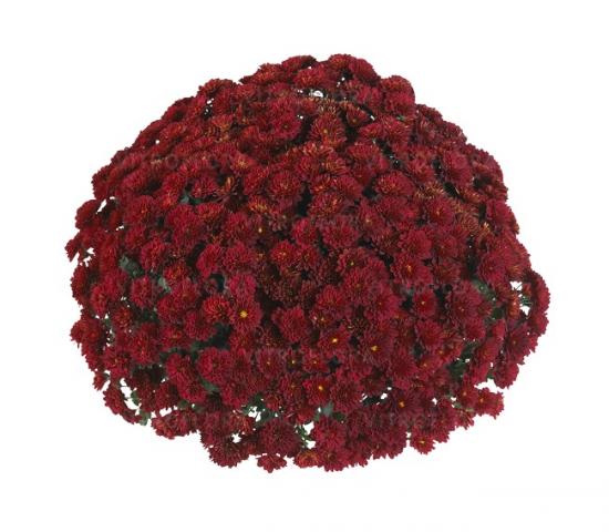 Хризантема саджанець Volley Red