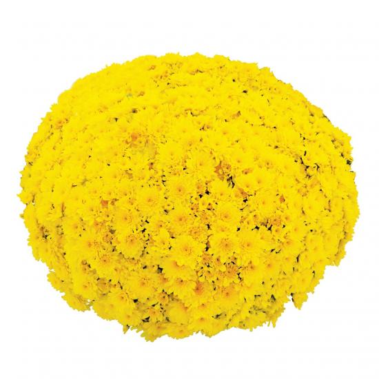 Хризантема  саджанець Beach Yellow