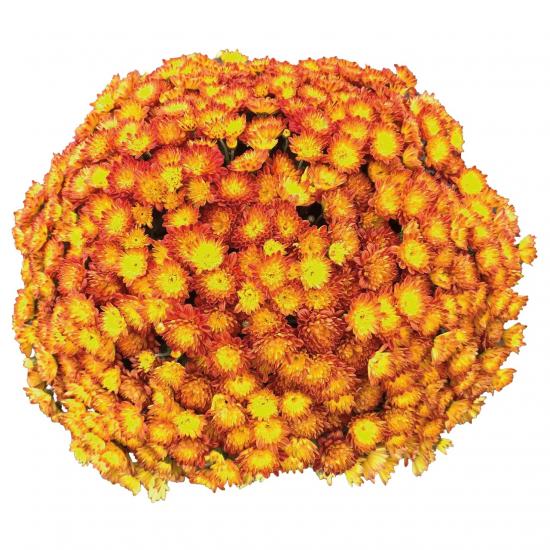 Хризантема саджанець Світанок Solar Flare