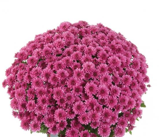 Хризантема  саджанець Banquet Purple Impr.