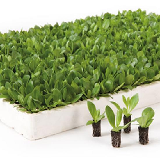 Розсада еустоми (lisiantus) оптом з 600х касет, мікс (від 100 шт)