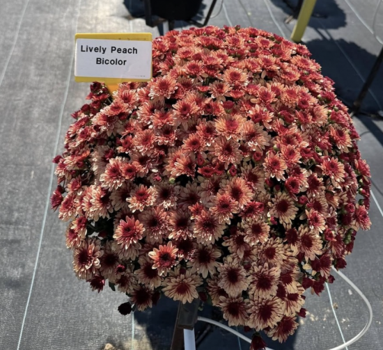 Хризантема саджанець Lively Peach Bicolor рання (червоно-помаранчевий)