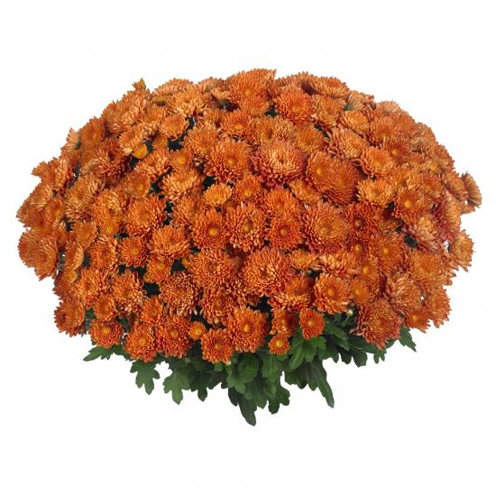 Хризантема саджанець Sunbeam Apple Cider