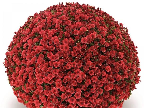 Хризантема черенок Avalon (красная)