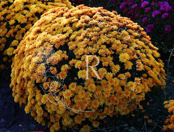 Хризантема саджанець Staviski Orange (помаранчева)