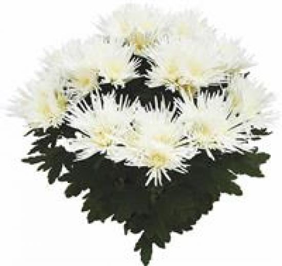 Хризантема черенок Seaside (белая)