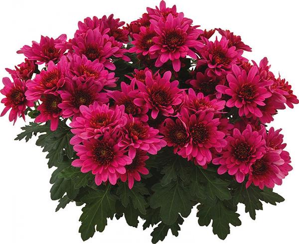 Хризантема саджанець горшкова Freeport (темно-червона)