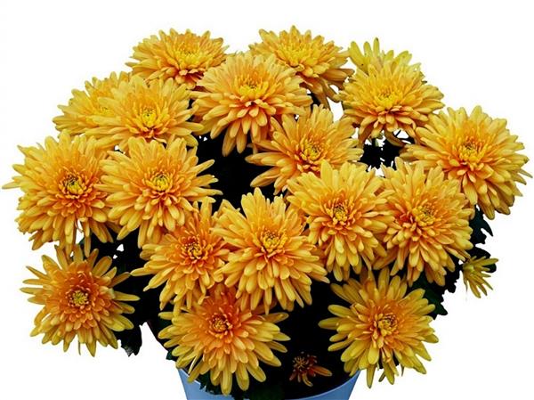 Хризантема саджанець горшкова Ancara (бронзова)