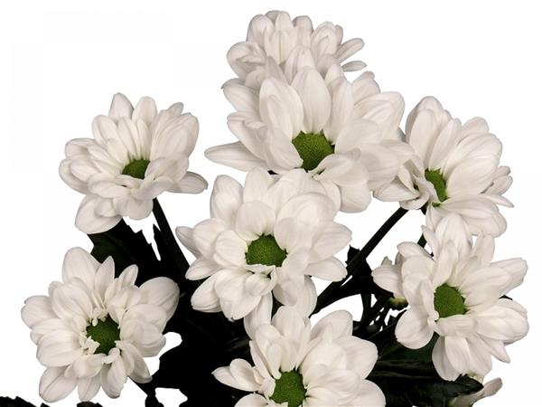 Хризантема саджанець Nevaska (біла)