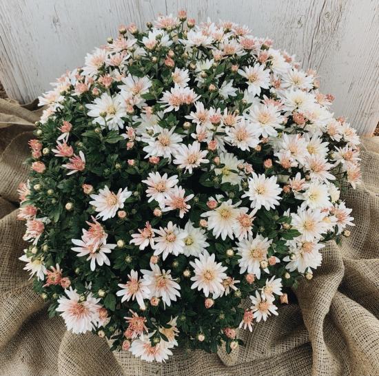 Хризантема саджанець Aluga (біла)