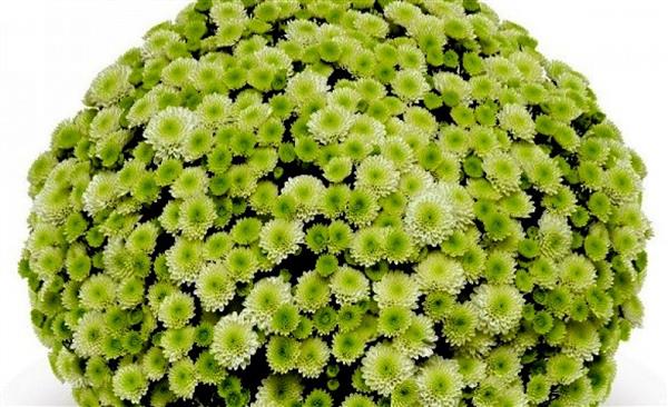 Хризантема черенок Primo Pustache (фисташковая)