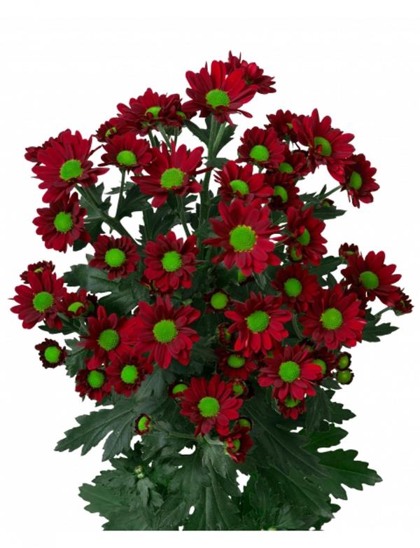 Хризантема черенок Madiba dungu (красная)