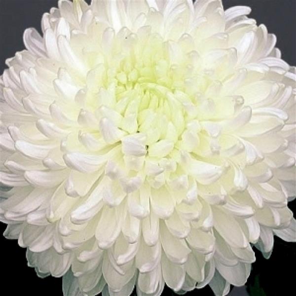 Хризантема черенок Palisad (белая)