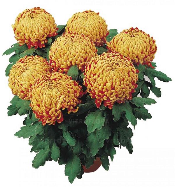 Хризантема саджанець Passionnement Rouge (помаранчева)