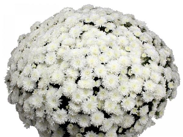 Хризантема саджанець Belvedere (біла)