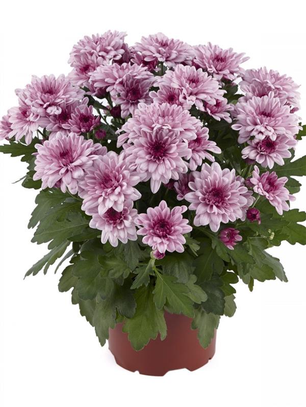 Хризантема саджанець Mount Aubisque pink (рожева) - новинка!