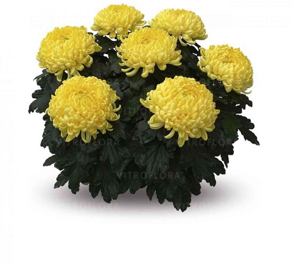 Хризантема черенок Passionnement Jaune (желтая)