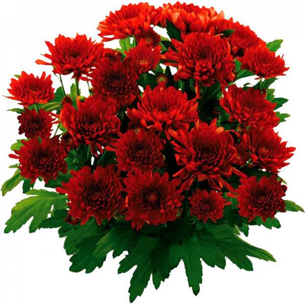 Хризантема саджанець Milwaukee (червона)