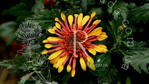 Хризантема саджанець Ембера