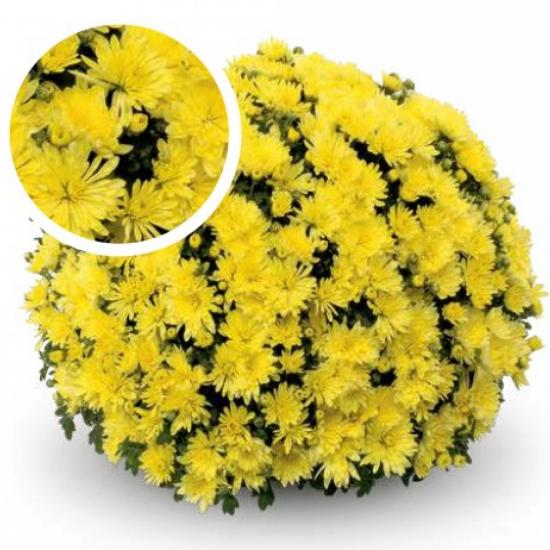 Хризантема саджанець Konako Yellow (желтый)