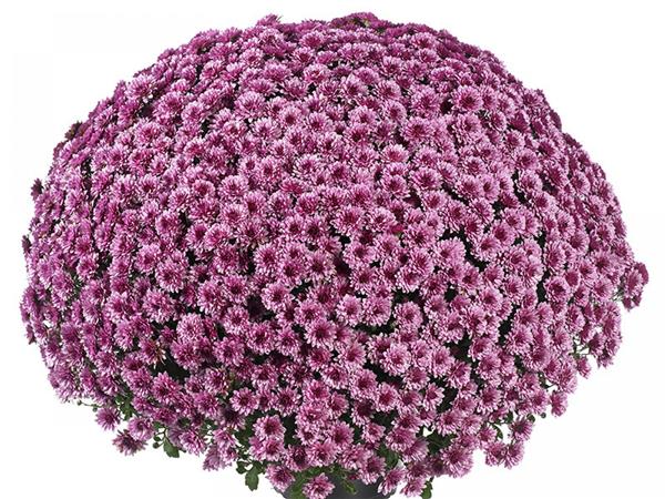 Хризантема черенок Tiamo