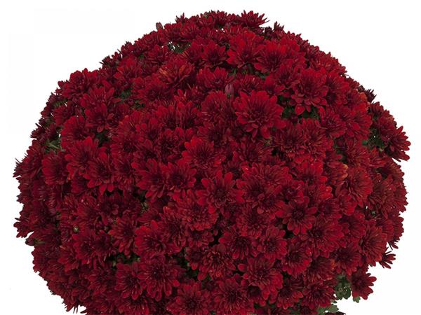 Хризантема саджанець Loren Red