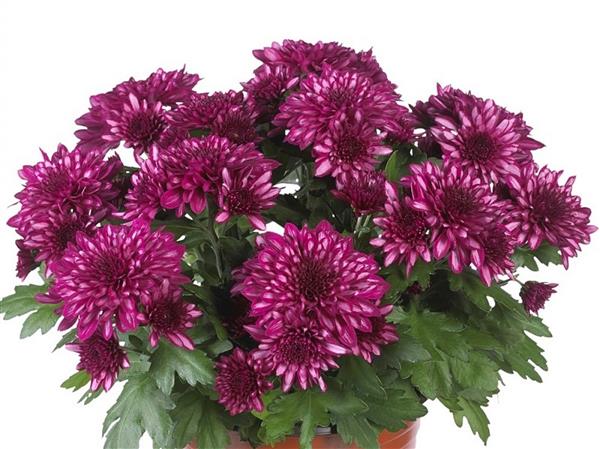 Хризантема черенок Wonderland