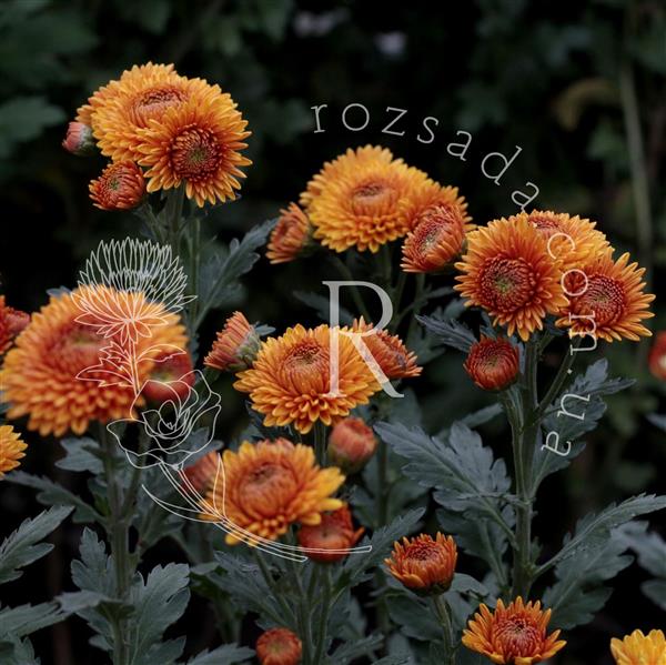 Хризантема саджанець Bonbon Orange