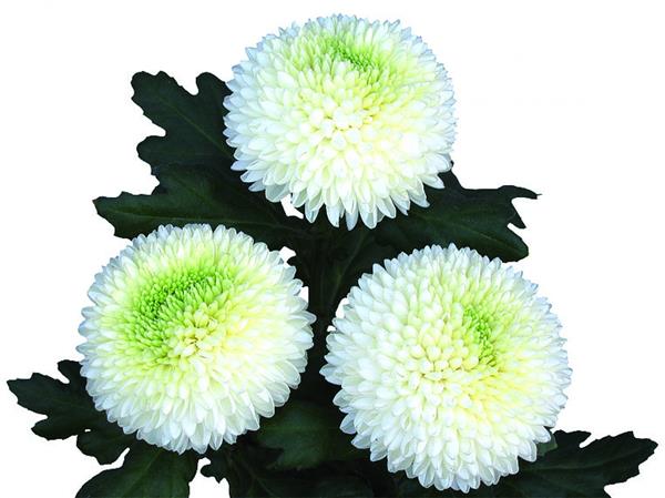 Хризантема саджанець Boris Becker White (біла)