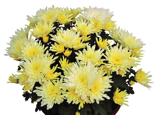 Хризантема саджанець Kodiak White (кремовий)