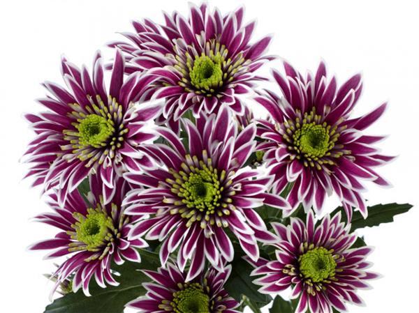 Хризантема черенок Saba Dark