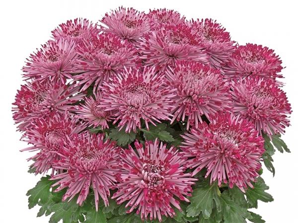 Хризантема саджанець Santosh (рожевий)