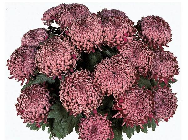 Хризантема черенок Romy