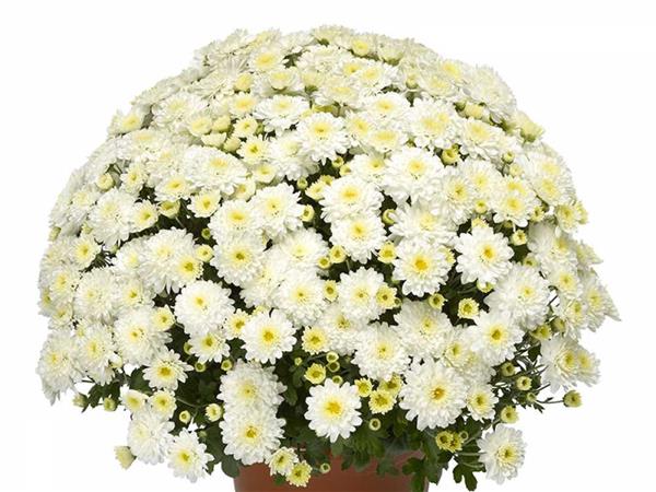 Хризантема черенок Padre White