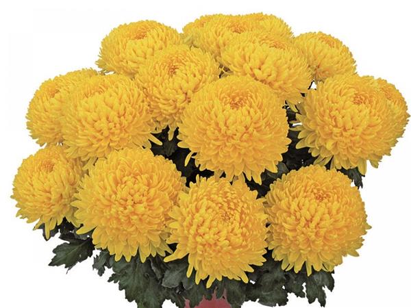 Хризантема черенок Etincelor