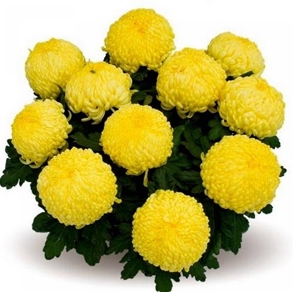 Пиар. Сбор заказов до 17.01. Хризантемы мультифлора, срезка, горшечные, новобель