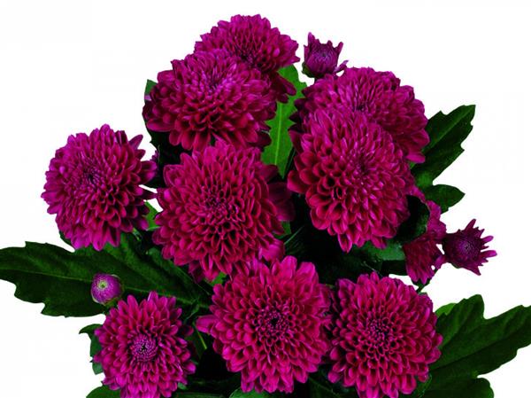 Хризантема черенок  Lolipop Purple