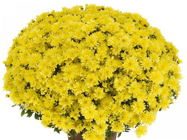 Хризантема черенок Arluno (желтая)