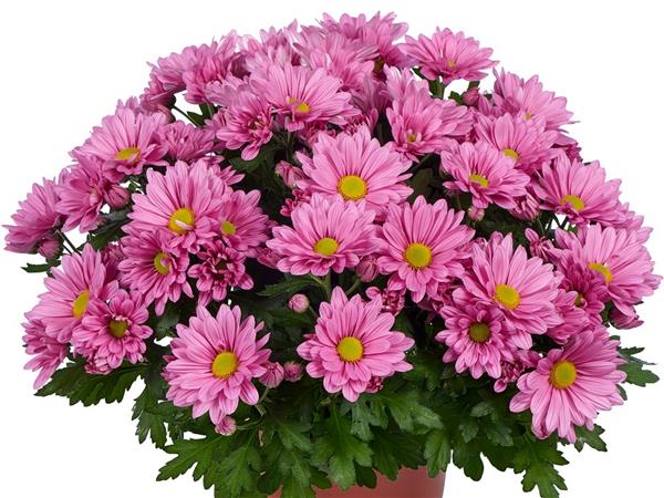 Хризантема черенок Giro Time