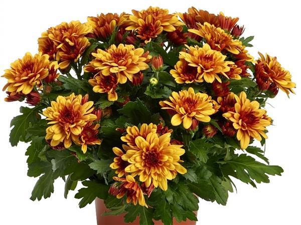 Хризантема черенок Mount Leone