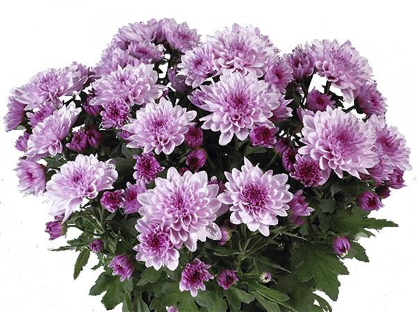 Хризантема саджанець Mount Ventoux (бузковий)