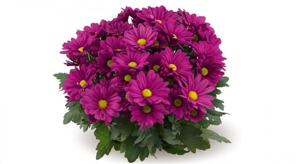 Хризантема саджанець Opera Time