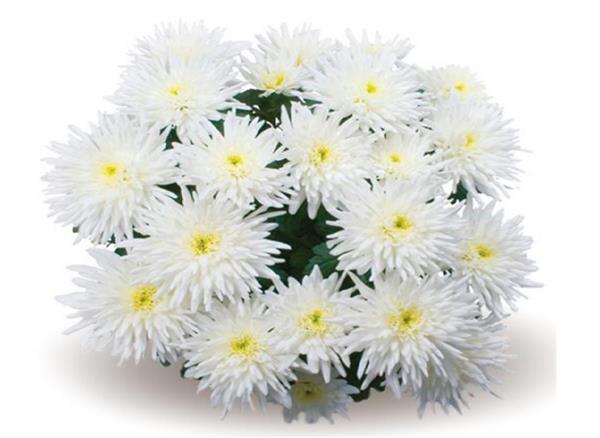 Хризантема черенок Stellar time (белая)