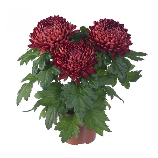Хризантема саджанець Cosmo Bordeaux (бордо)