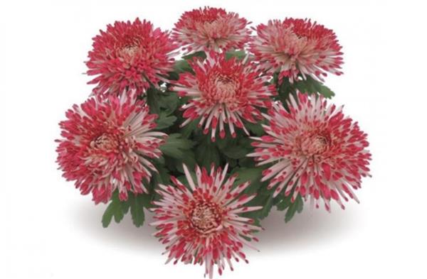 Хризантема саджанець Santosh червона - новинка!