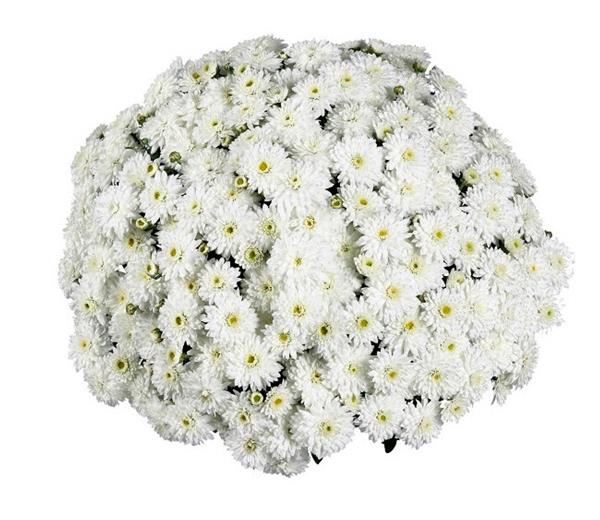 Хризантема черенок Свитанок (ранняя)